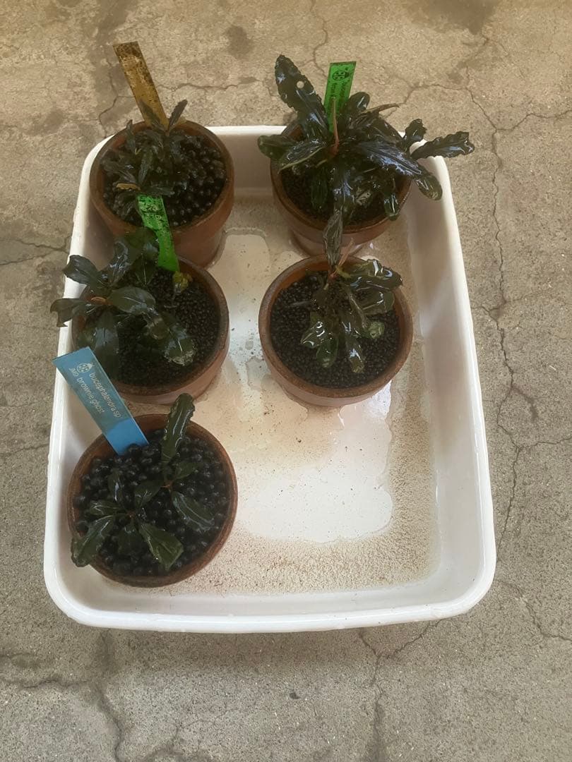 ブセファランドラ29種セット