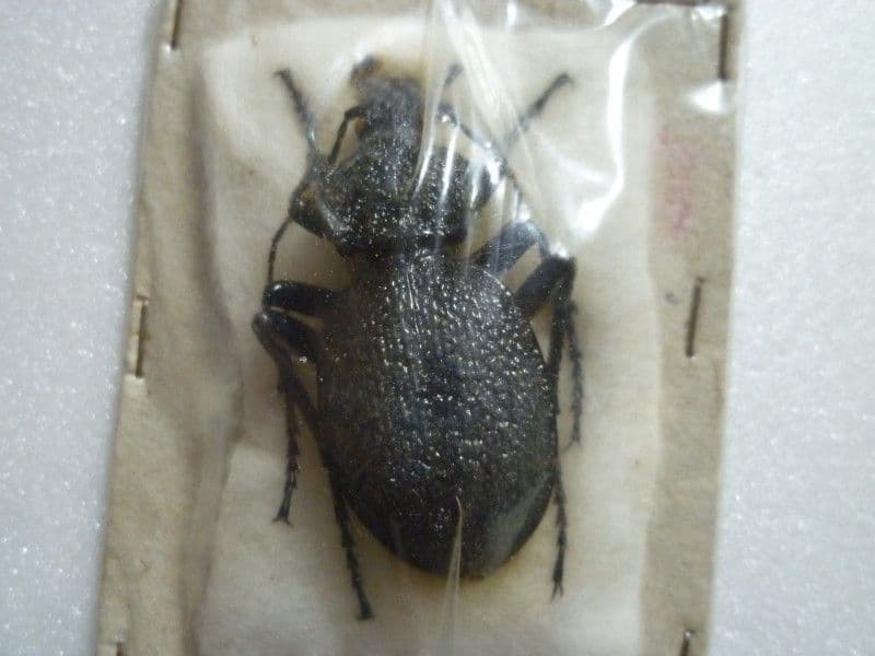 【外国産オサムシ標本】ギガスイボハダオサムシ/スロベニア産/44mm