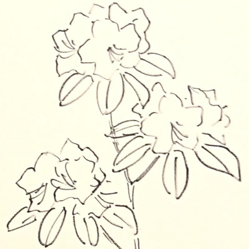 ☆坂本直行☆「 エゾムラサキツツジ 」ペン画　大衣　未使用!