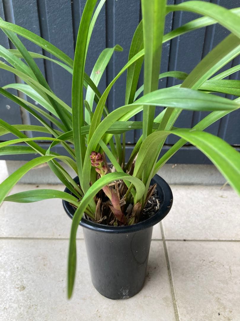 日本ミツバチ用巣箱　重箱式　キンリョウヘンおまけ