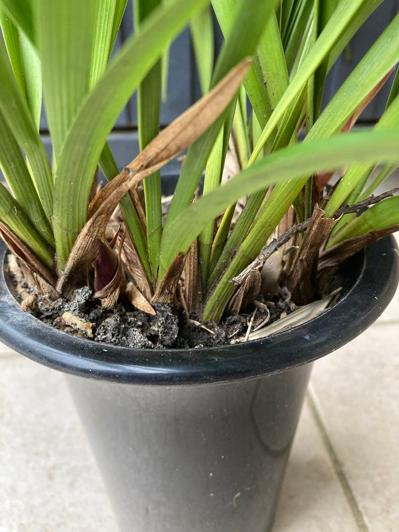 日本ミツバチ用巣箱　重箱式　キンリョウヘンおまけ