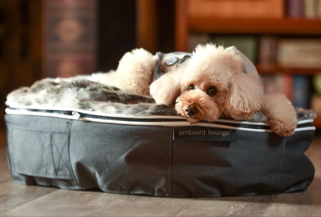 ambient lounge S ハイ ペットラウンジ