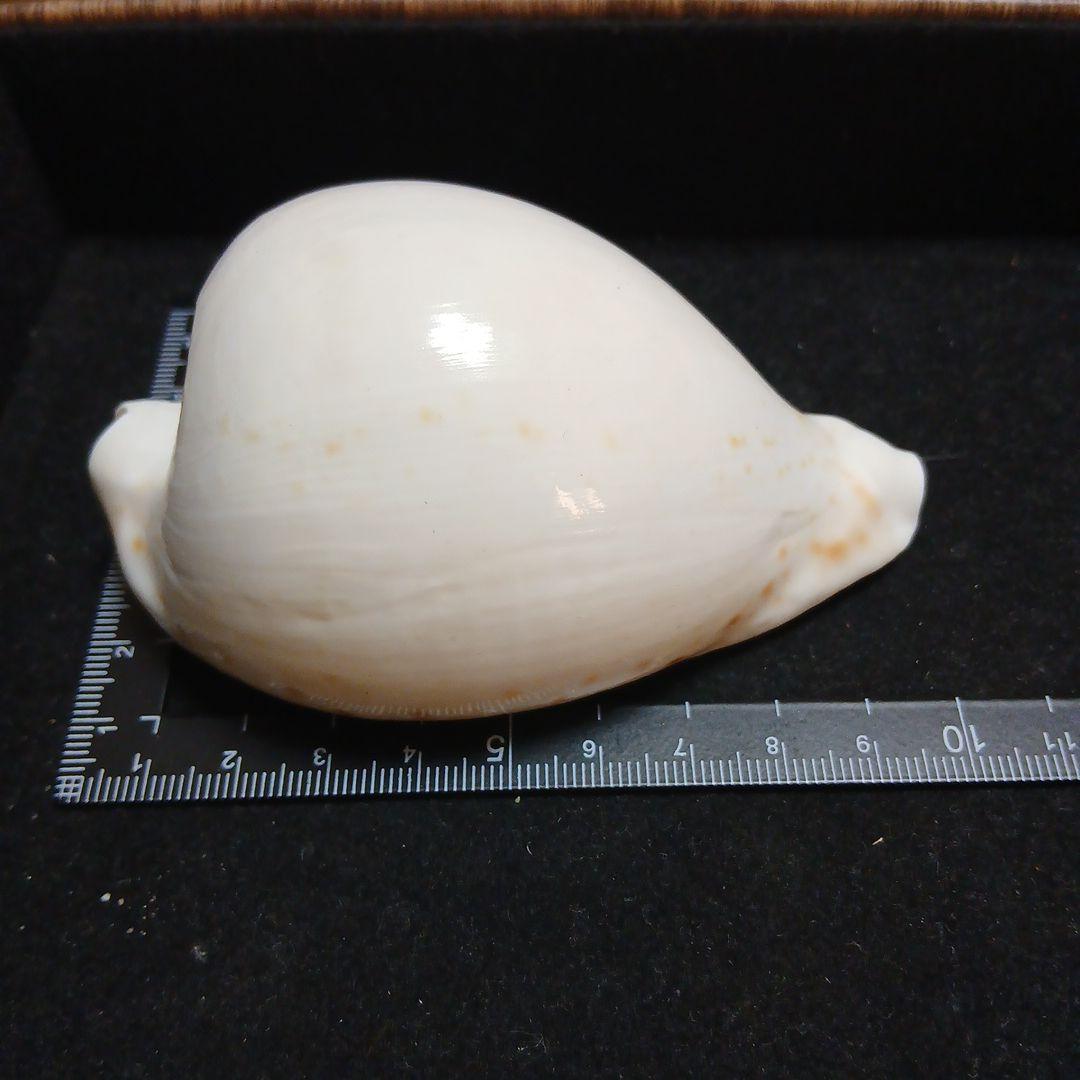 貝殻　タカラガイ約9.8cm