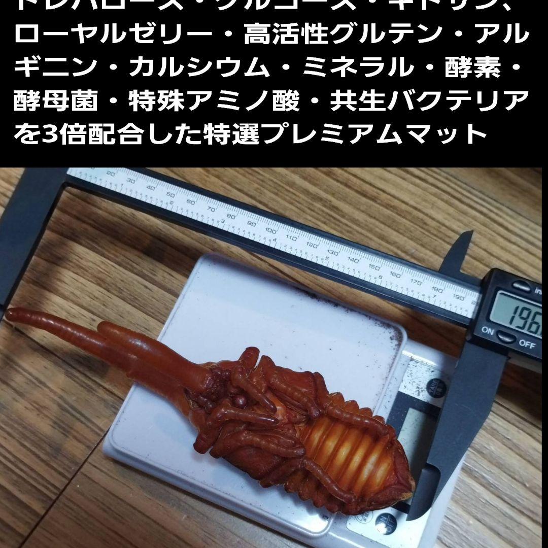 極上品！ヘラクレス181リミ羽化！プレミアム3次発酵カブトムシマット【100L】