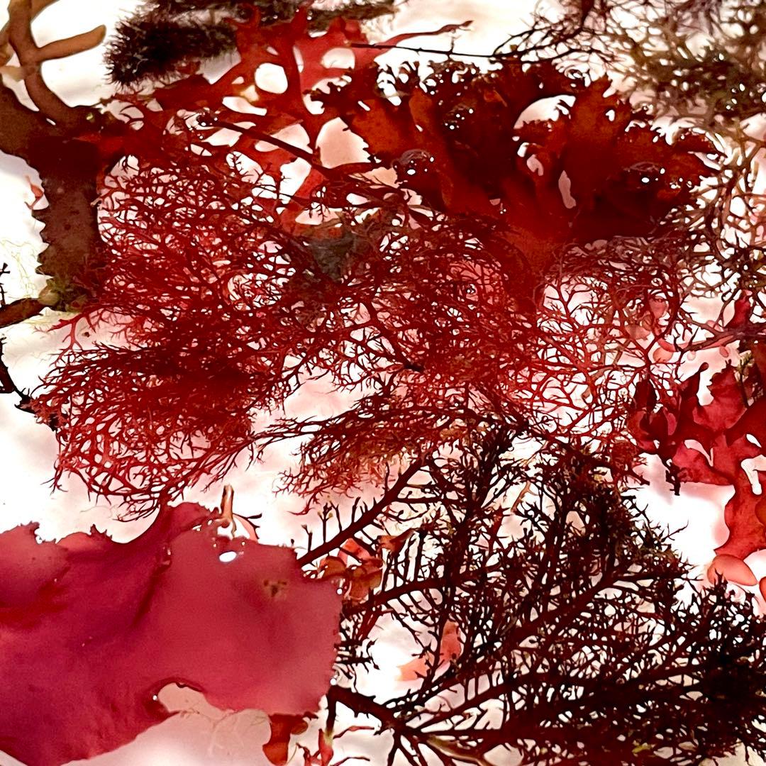 【匿名・宅急便】　赤色海藻詰め合わせ②　紅藻　+ 褐藻　緑藻