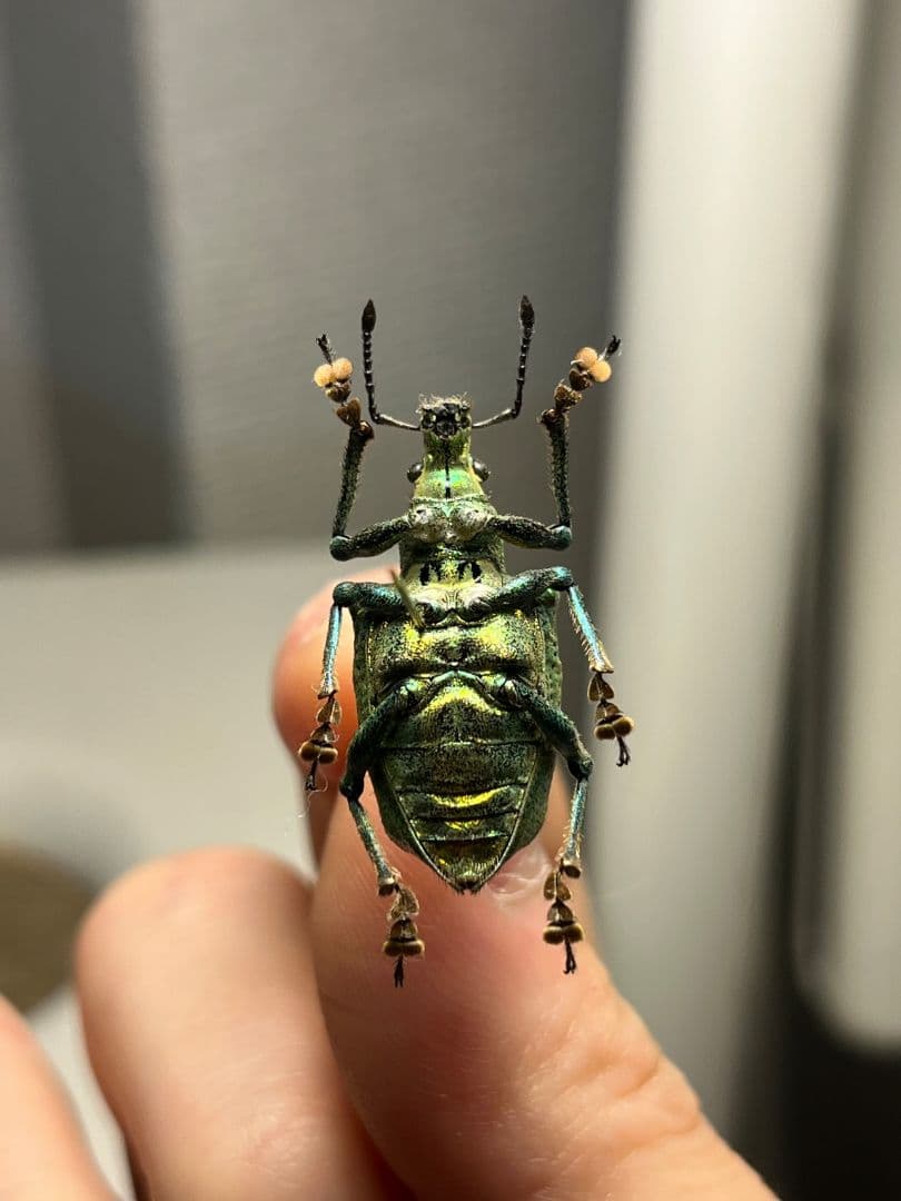 ホウセキゾウムシ ブラジル産 標本プラチナコガネ タマムシ ジンガサハムシ