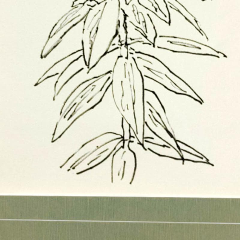 ☆坂本直行☆「 石楠花（しゃくなげ）」ペン画　大衣　未使用!