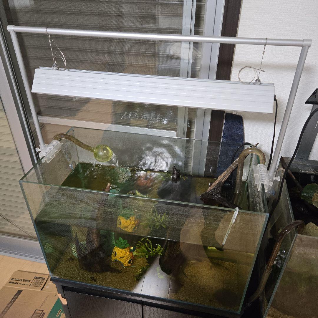 60cmハイタイプ　水槽セット　コイ。