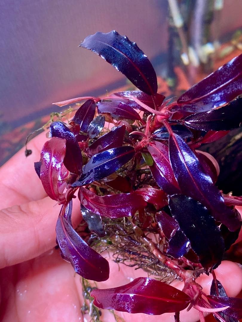 ブセファランドラspゴーストカリマンタン 大群生株