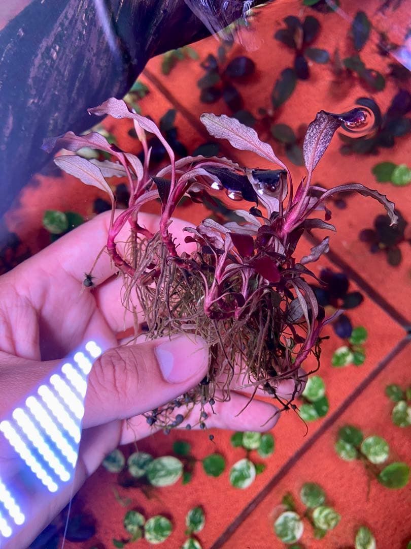 ブセファランドラspゴーストカリマンタン 大群生株