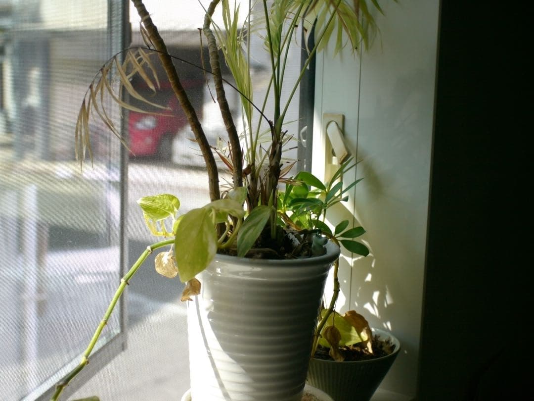 LUMIX GH1 ゴールド ミラーレス　ニコンオールドレンズf28 1:3.5