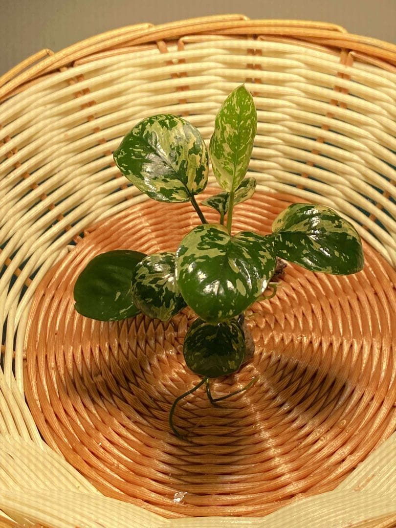 アヌビアスナナ-斑入りキング(Anubias Variegated King)