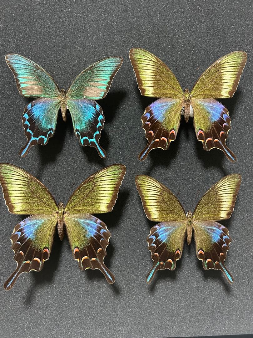 【3島セット】トカラカラスアゲハ