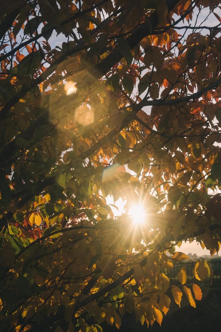 itaru kumona様ライカの癖玉！Leica Summar 50mm f2