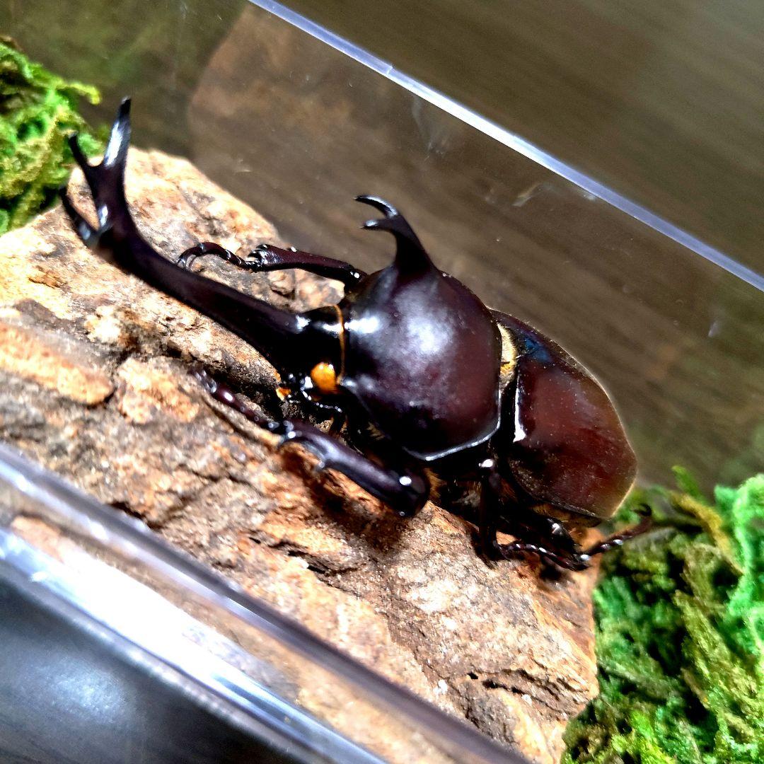 野生極美特大超巨大頭角19.7mm体長80mmぐらい黒ブラックカブトムシ昆虫標本