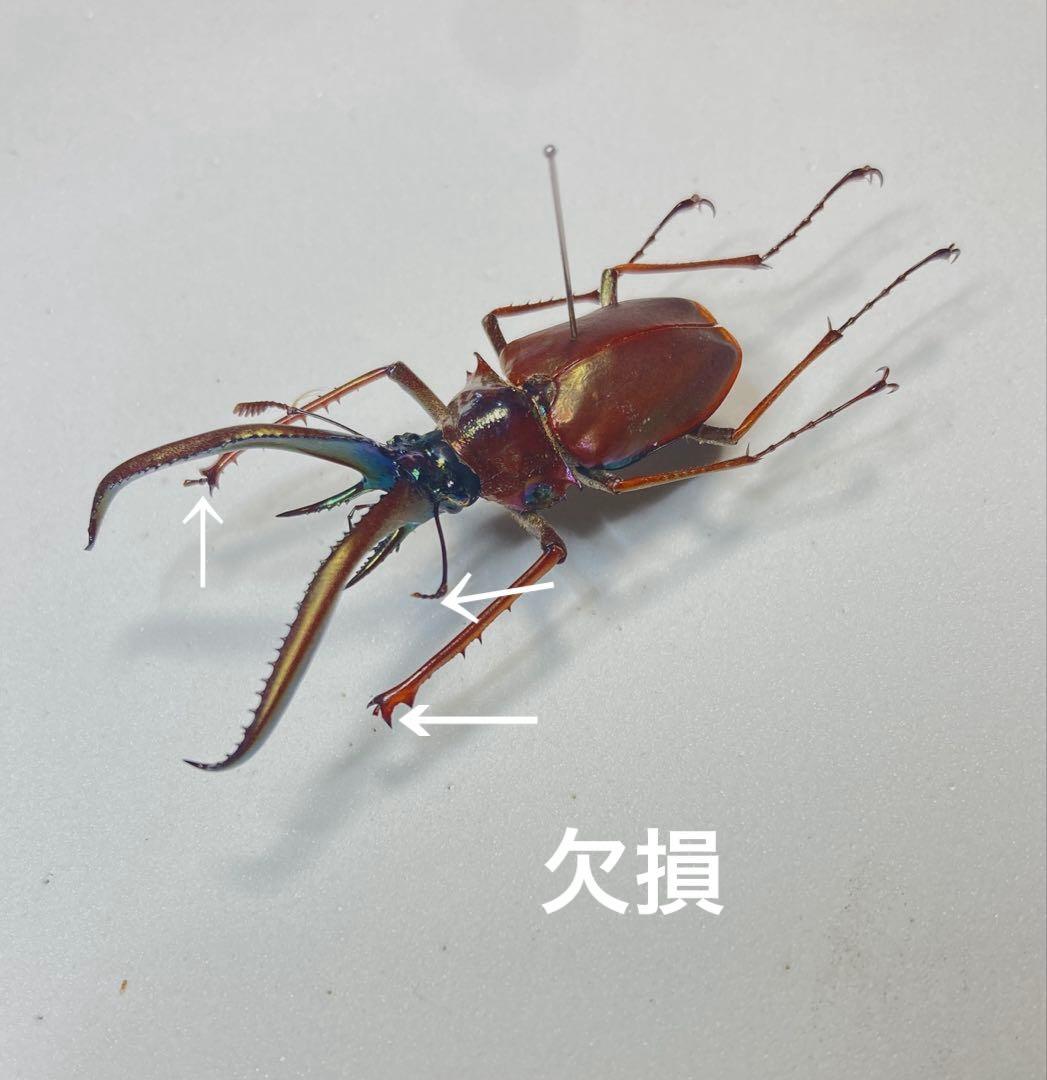 チリクワガタ♂ 約57ミリ