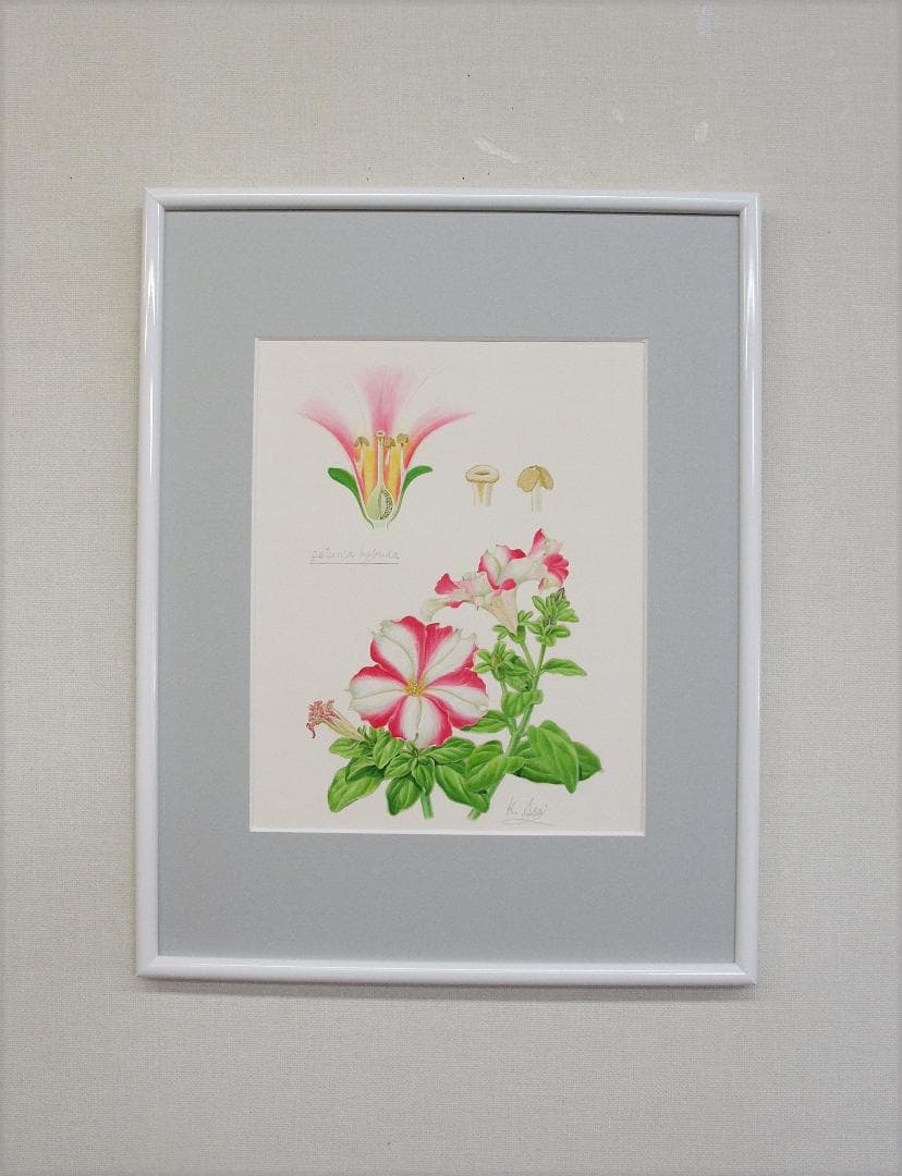【絵画】ボタニカルアート　「ペチュニア」原画