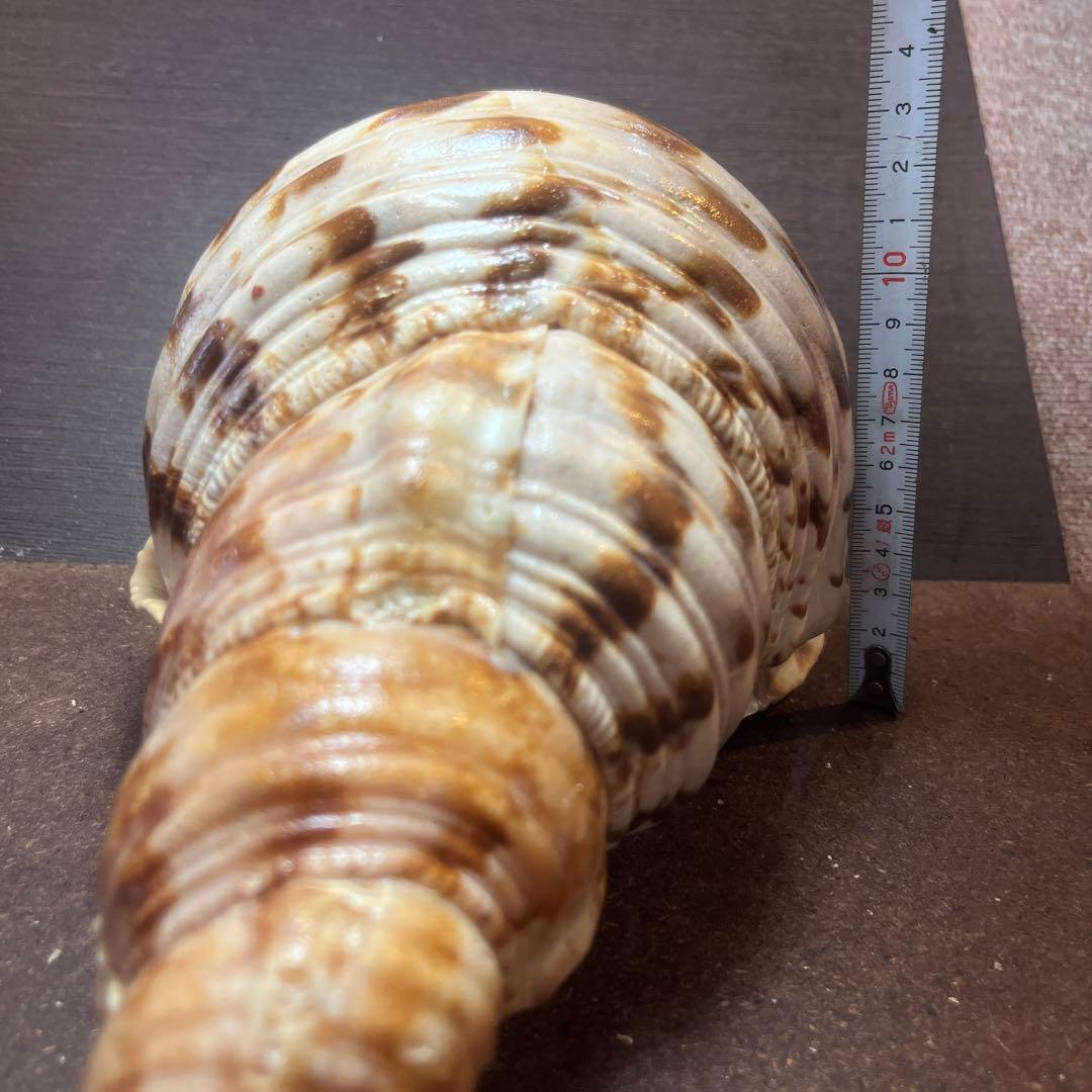 激レア　長崎県産　法螺貝　ホラガイ