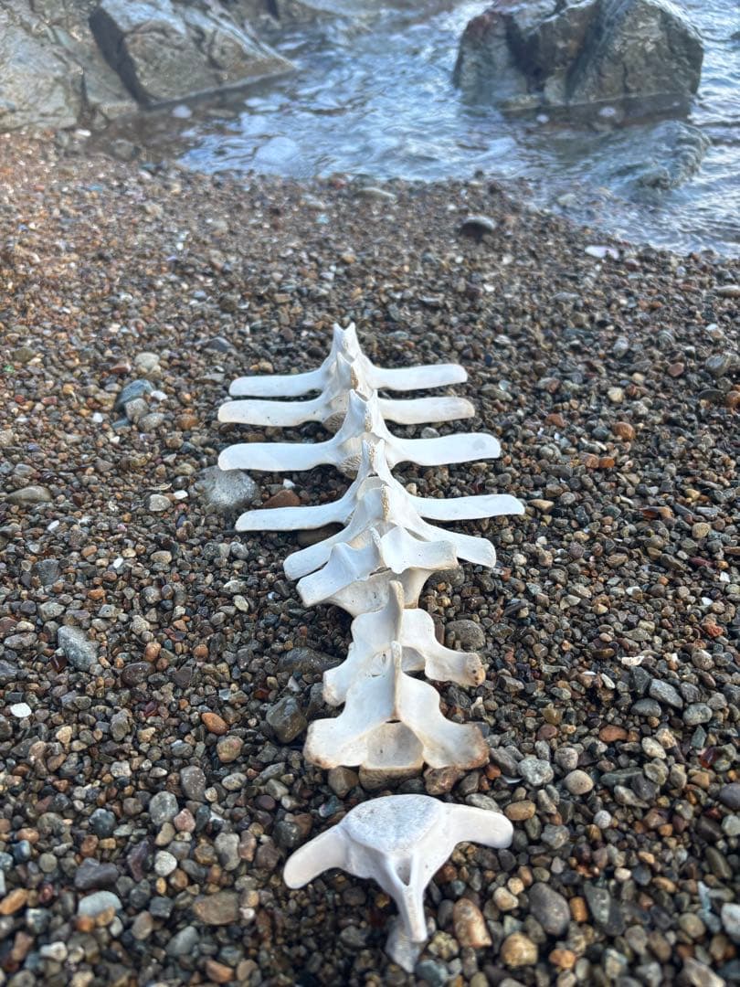 【希少】値下げ！イルカ　スナメリ10本セット　背骨　椎骨　標本　骨格標本