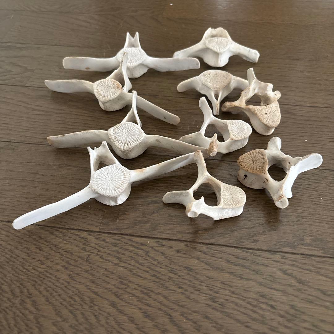 【希少】値下げ！イルカ　スナメリ10本セット　背骨　椎骨　標本　骨格標本