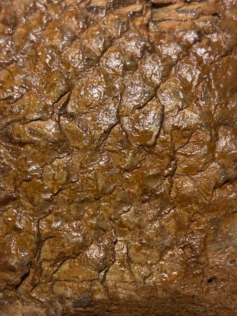 化石　カラモプレウルス