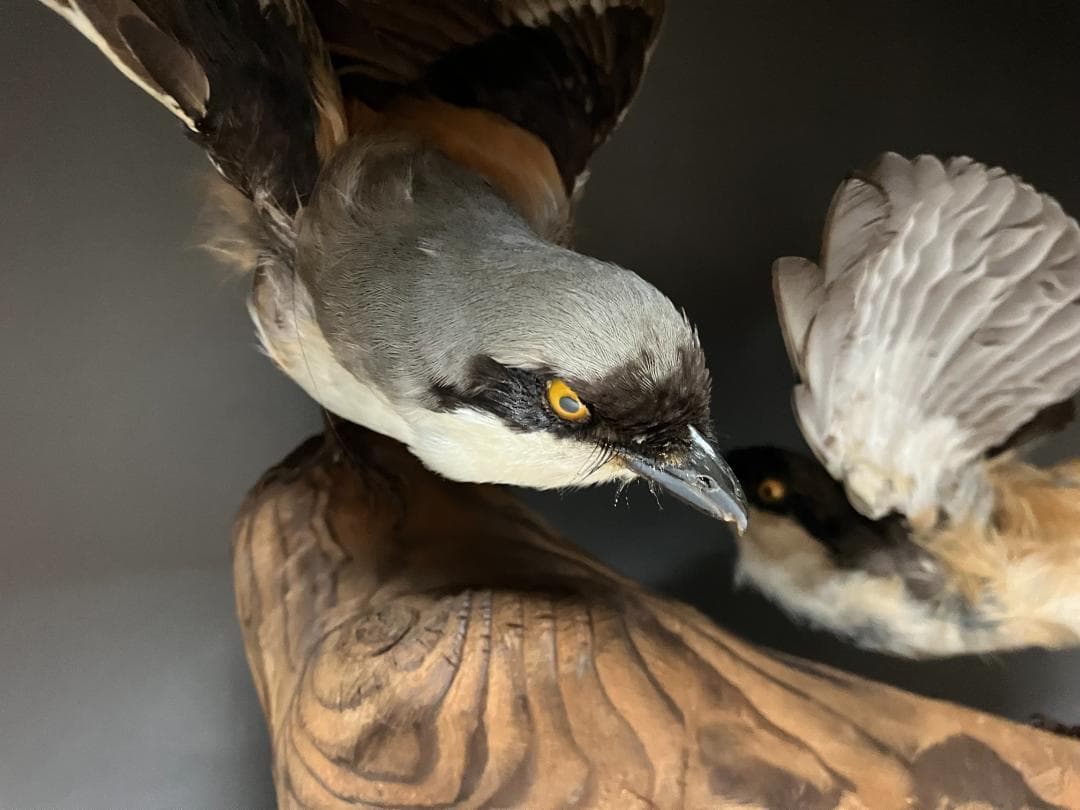 もずの剥製：種の保存法に該当しない鳥