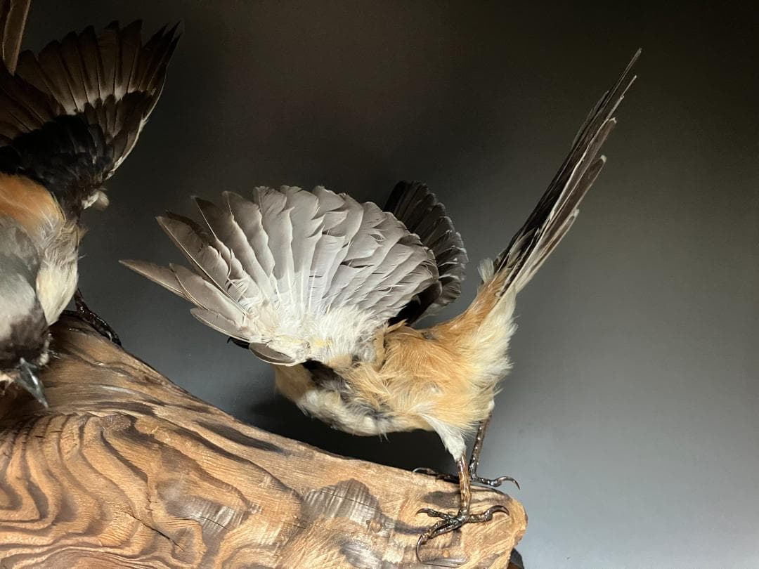 もずの剥製：種の保存法に該当しない鳥