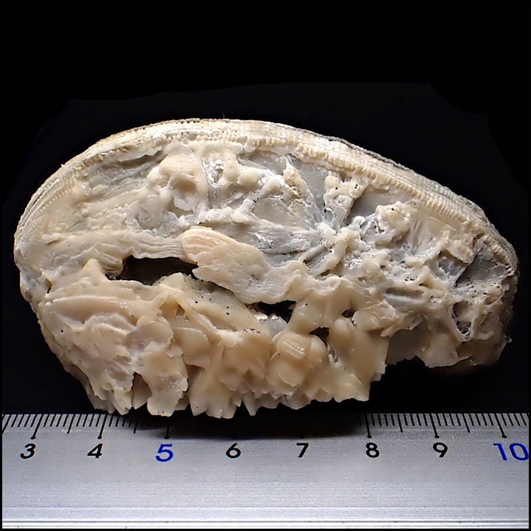 【アメリカ/フロリダ産】カルサイト(方解石)inハマグリ化石