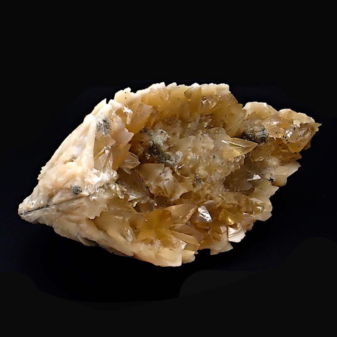 【アメリカ/フロリダ産】カルサイト(方解石)inハマグリ化石