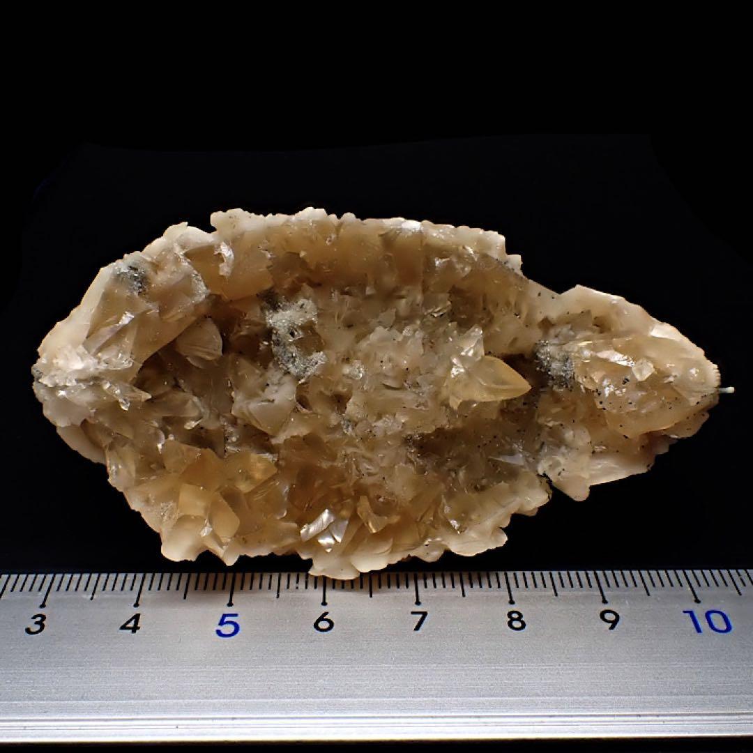 【アメリカ/フロリダ産】カルサイト(方解石)inハマグリ化石