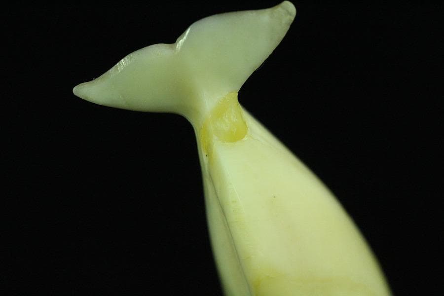 抹香鯨 歯 細密 彫刻 鯨 置物 根付 台付(K-A995)