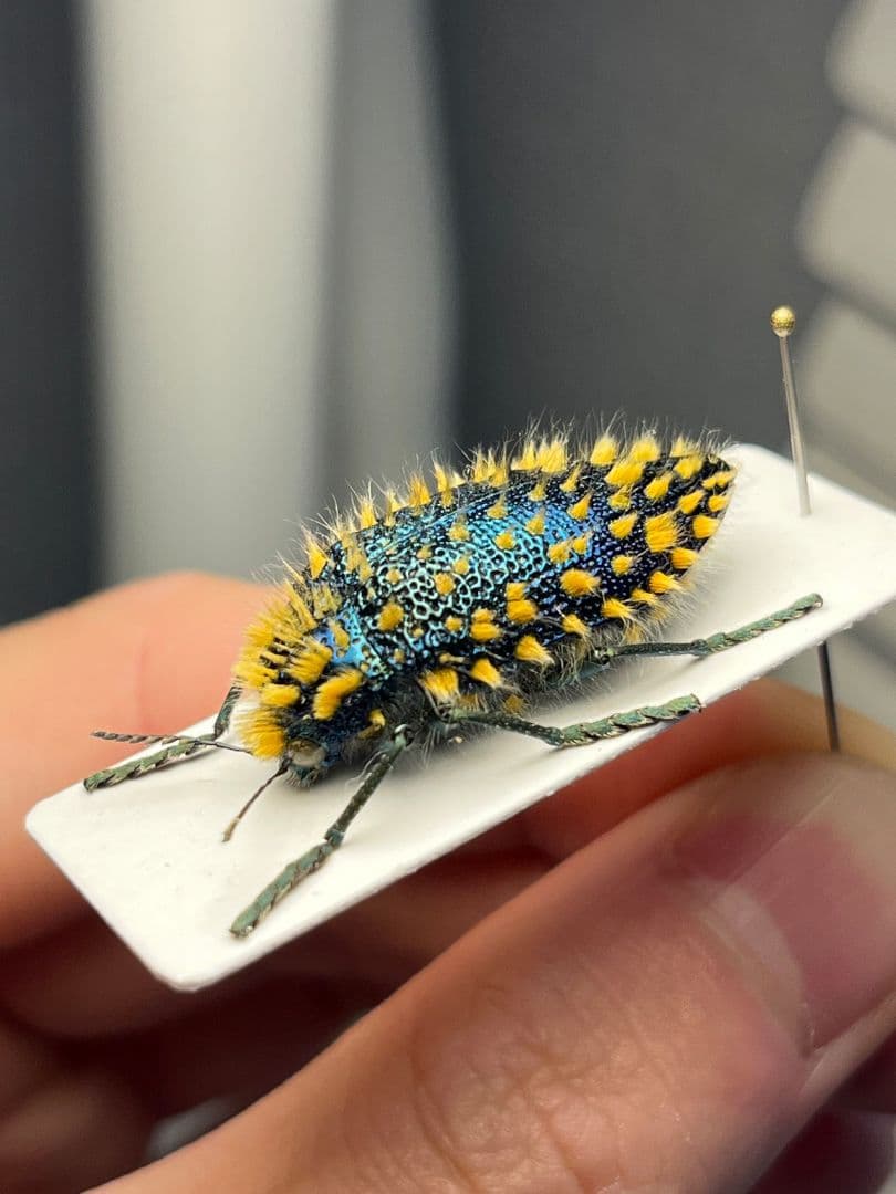 【極美展足】ムラサキケブカフトタマムシ スハンダエ プラチナコガネコブハムシ標本