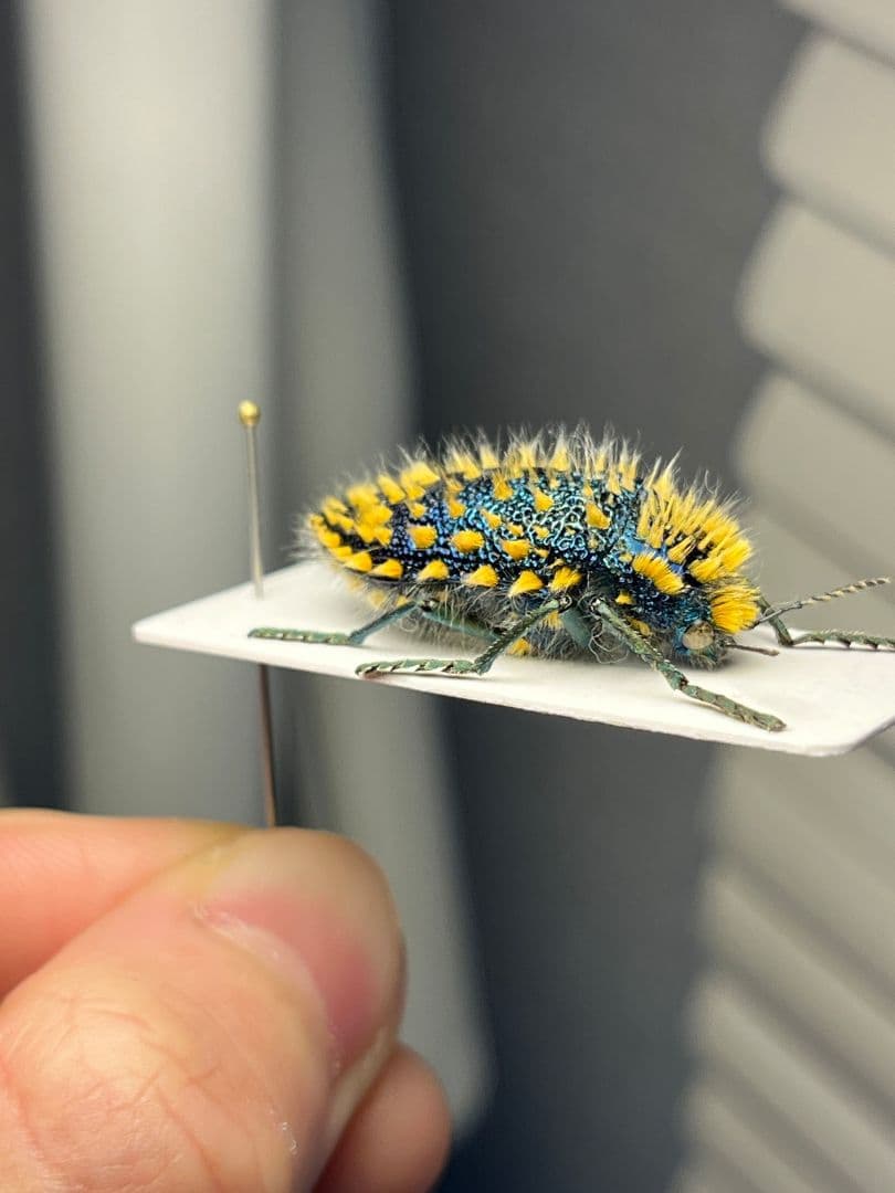 【極美展足】ムラサキケブカフトタマムシ スハンダエ プラチナコガネコブハムシ標本