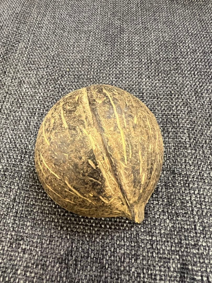 骨董品　天保期 木箱入り 貝殻5点セット 南京貝 男女貝 江戸期