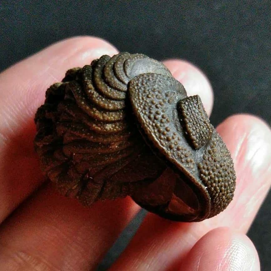 Ｍｏｒｏｃｏｐｓ ｆｏｒｔｅｙｉ