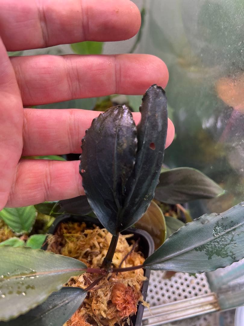 【AZ】ブセファランドラsp.deep purple