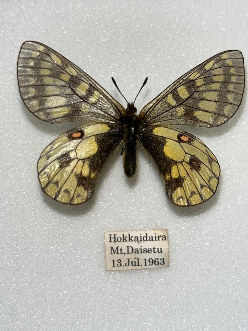 ま*る様 蝶　標本　ウスバキチョウ