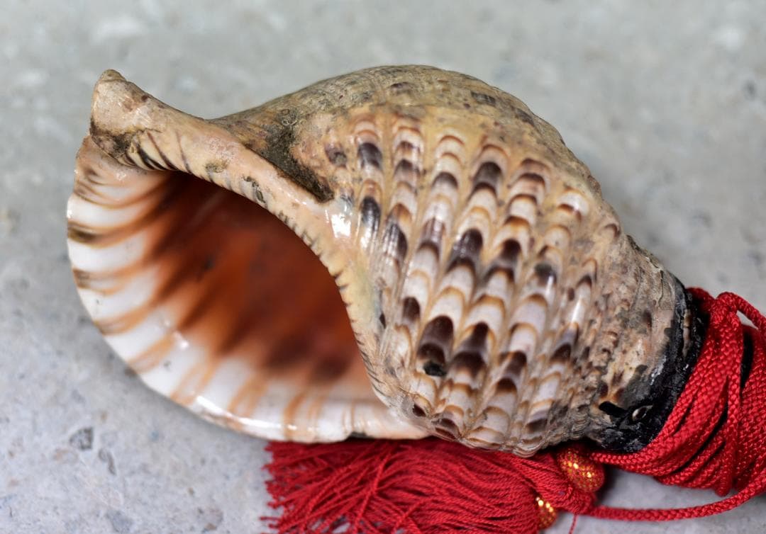 ＮＯ－１古いホラ貝、修行僧　山伏、魔よけ　和楽器