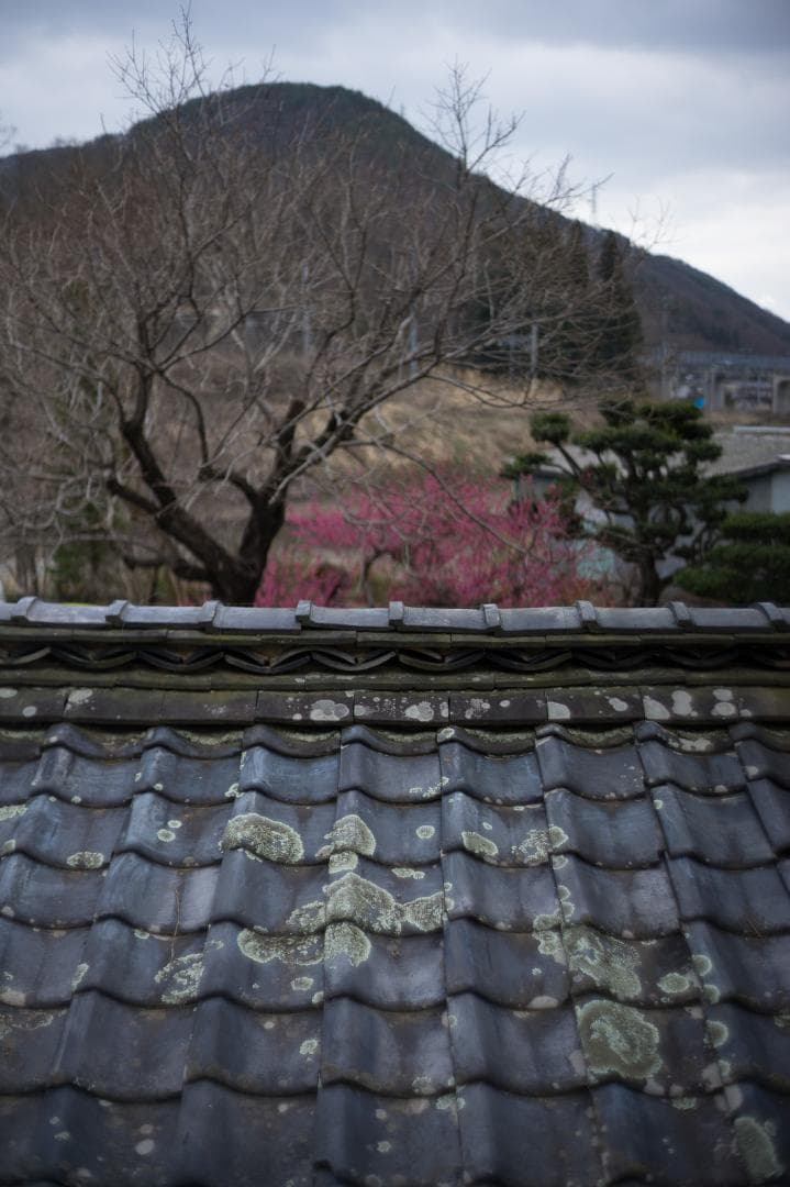 MS-OPTICS APOQUARIA-G 35mm F1.4 ライカMマウント