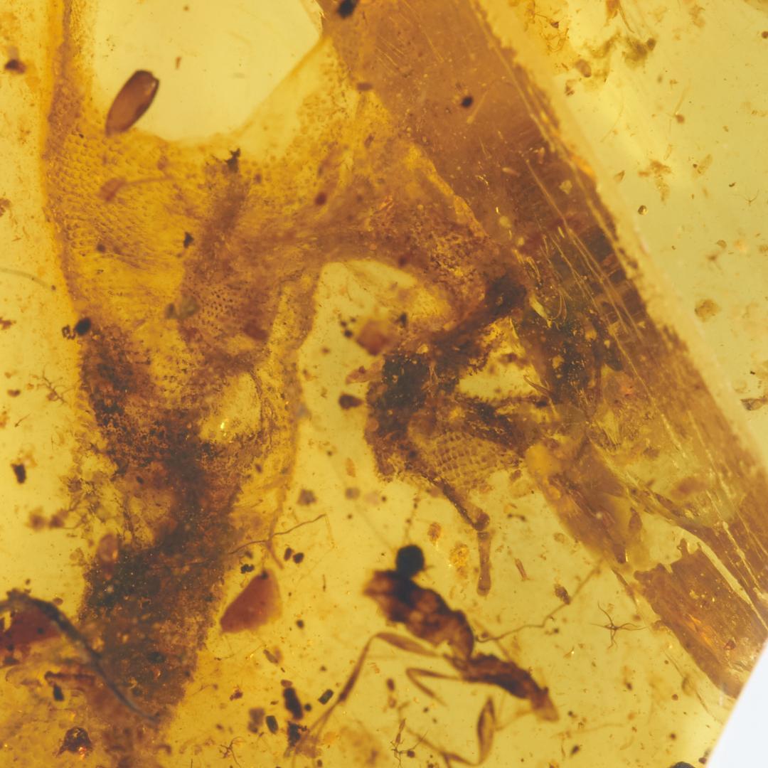 レア極上品 PA0084虫入り琥珀化石　ミャンマーカムティかタナイ9900万年前