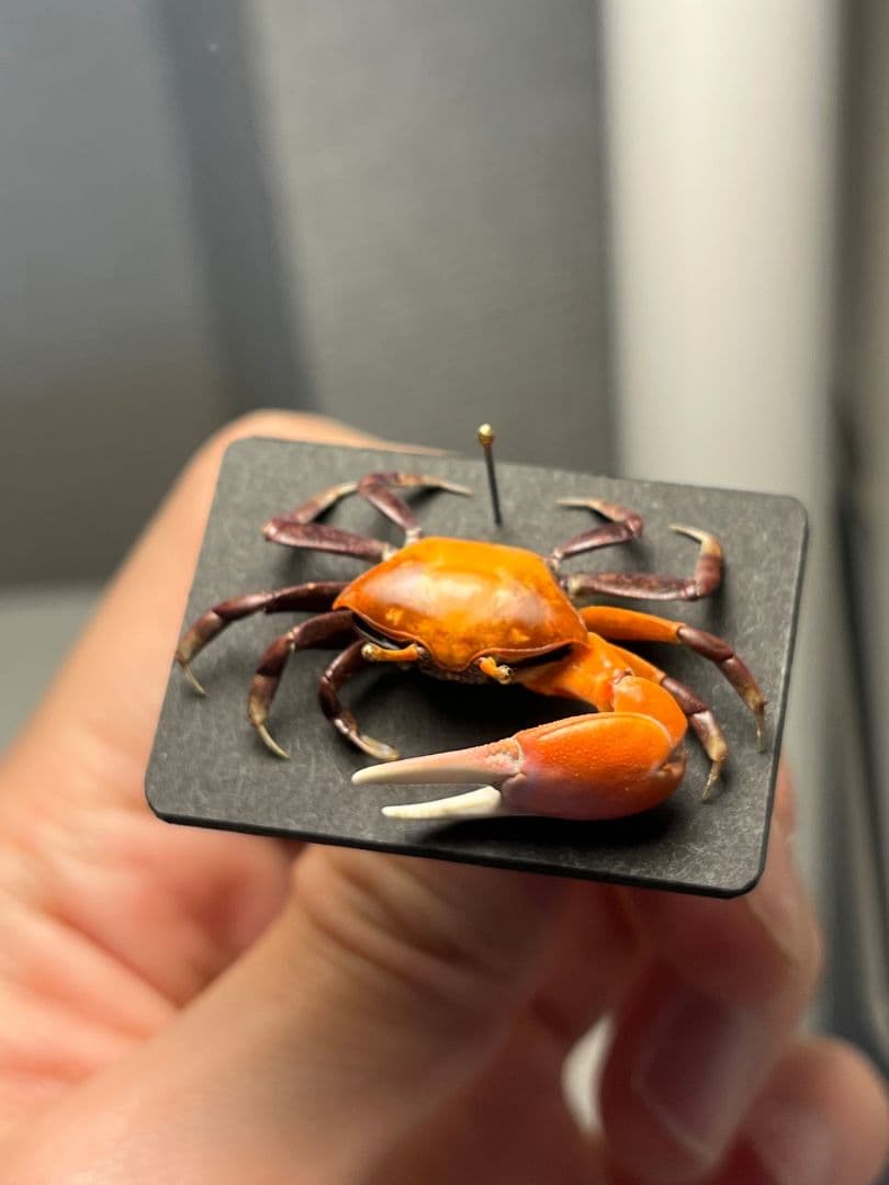 【色残抜群】ベニシオマネキ かに カニ 蟹 ガニ シャコ エビ ロブ 昆虫標本