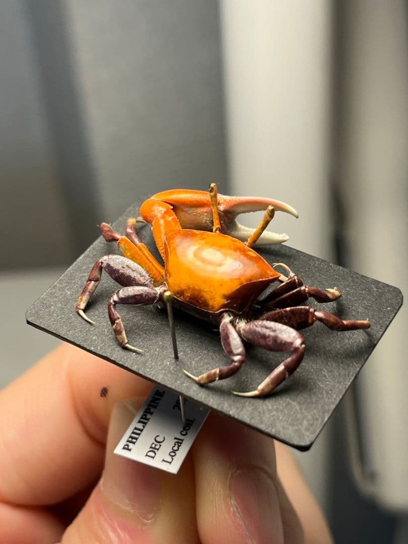 【色残抜群】ベニシオマネキ かに カニ 蟹 ガニ シャコ エビ ロブ 昆虫標本