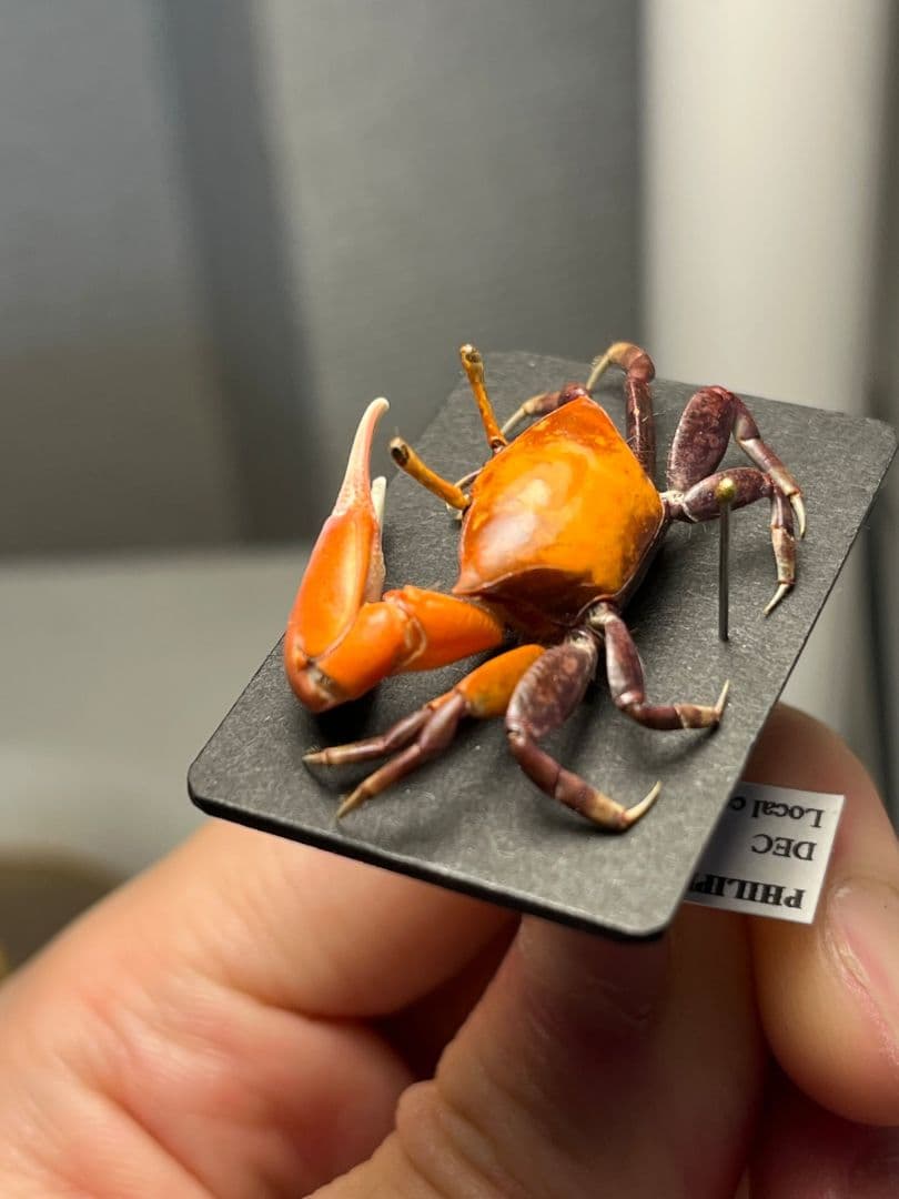 【色残抜群】ベニシオマネキ かに カニ 蟹 ガニ シャコ エビ ロブ 昆虫標本