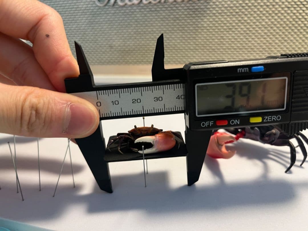 【色残抜群】ベニシオマネキ かに カニ 蟹 ガニ シャコ エビ ロブ 昆虫標本