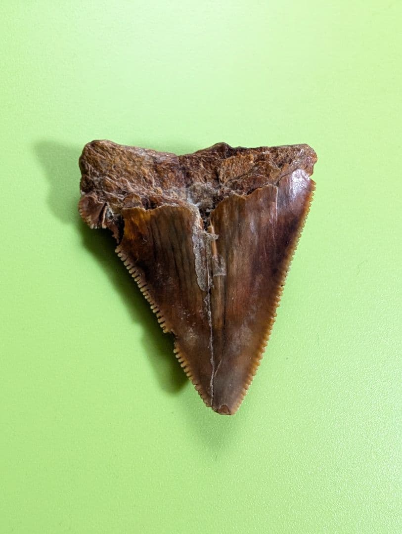 南米チリ産　サメの歯 化石 希少 マクラメ　ハンドメイド　標本　コレクション