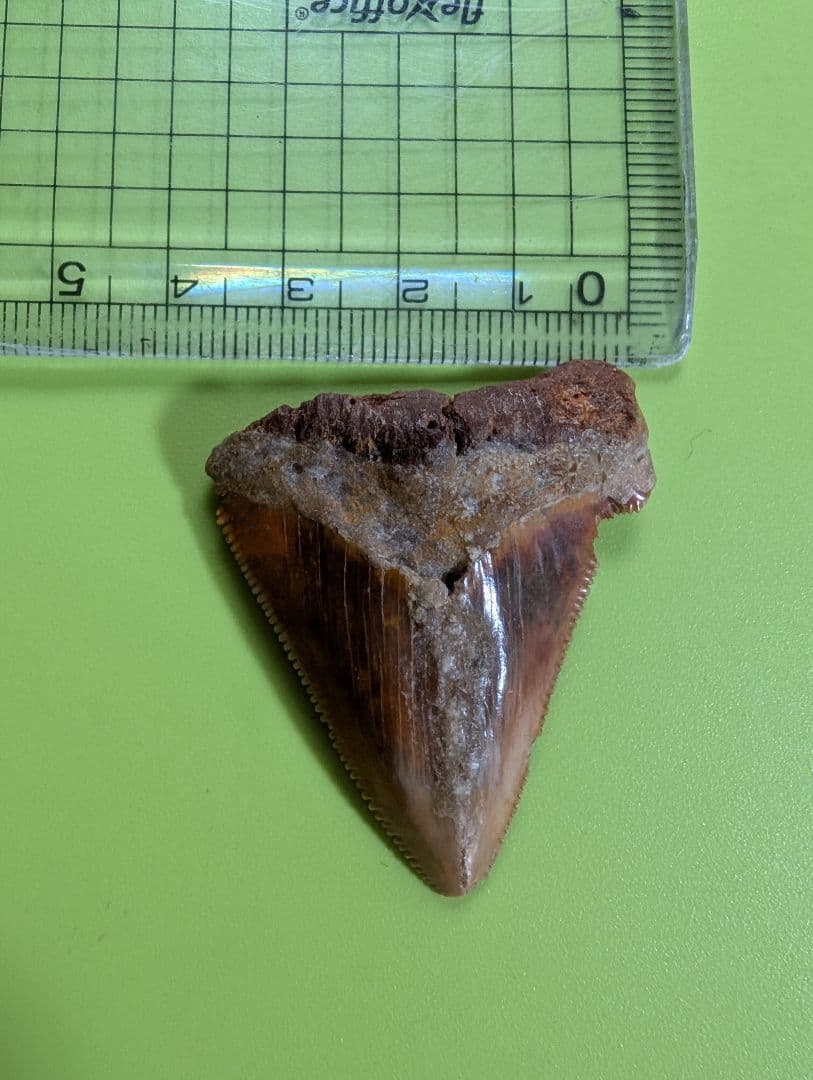 南米チリ産　サメの歯 化石 希少 マクラメ　ハンドメイド　標本　コレクション