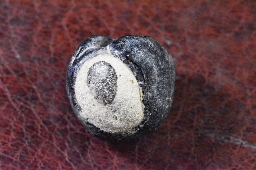 5~9世紀 シナイ半島産 金化二眼アイビーズ 完品！