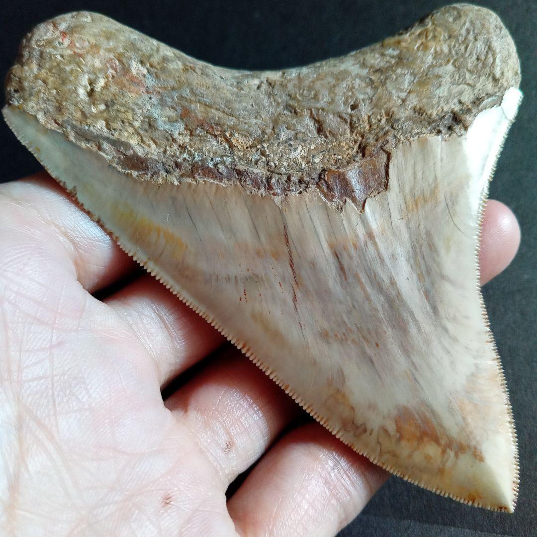 サメの歯化石　インドネシア　 メガロドン