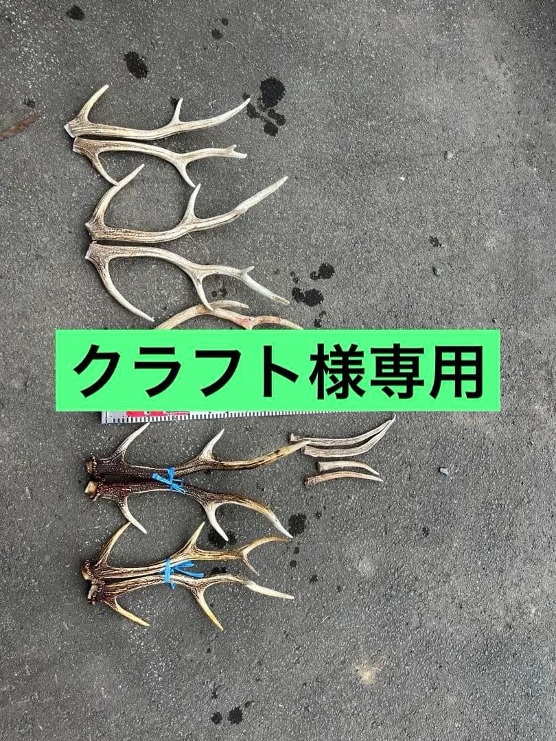 エゾシカのツノ　２