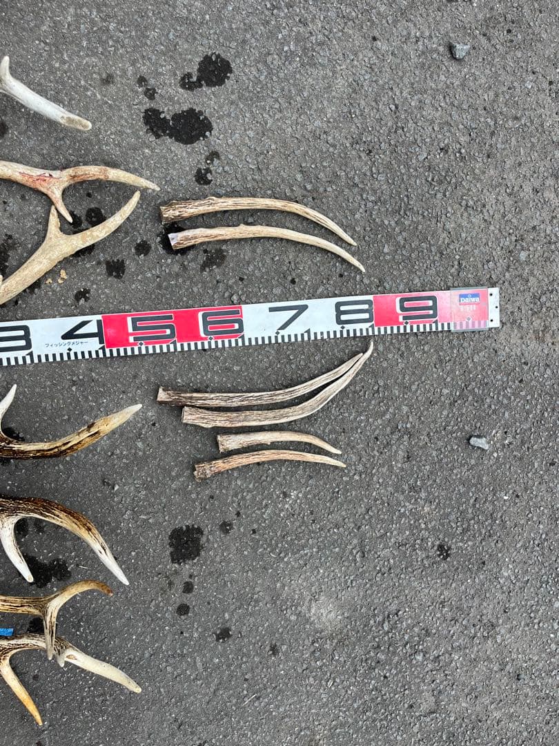 エゾシカのツノ　２